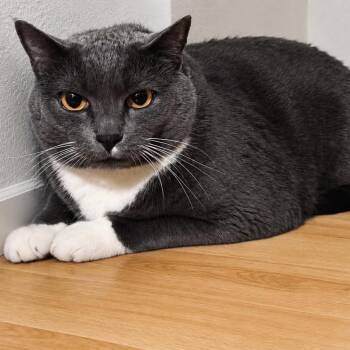 GREEN LANTERN -  Domestic Short Hair Cat for Adoption in Graham, Washington - GREEN LANTERN | PetCurious