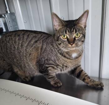 Domestic Short Hair Cats Available for Adoption in Medford, Wisconsin - Gibby | PetCurious