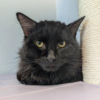 Brutus -  Domestic Medium Hair Cat for Adoption in Watertown, New York - Brutus | PetCurious