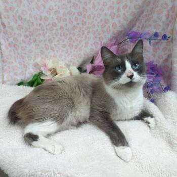Isabella -  Manx and Snowshoe Cat Available for Adoption in Hood River, Oregon - Isabella | PetCurious