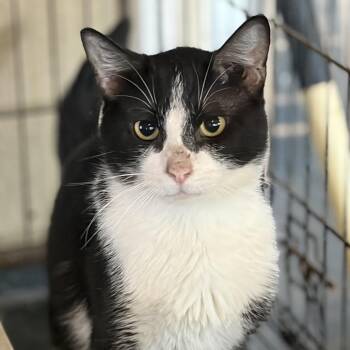 Gilligan -  Domestic Short Hair Cat for Adoption in Inwood, West Virginia - Gilligan | PetCurious