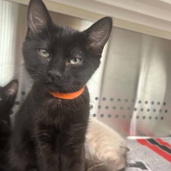 Aspen -  Domestic Short Hair Cat for Adoption in Clavet, Saskatchewan - Aspen | PetCurious