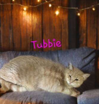 Rescue Domestic Short Hair Cats for Adoption in Jim Thorpe, Pennsylvania - Tubbie | PetCurious