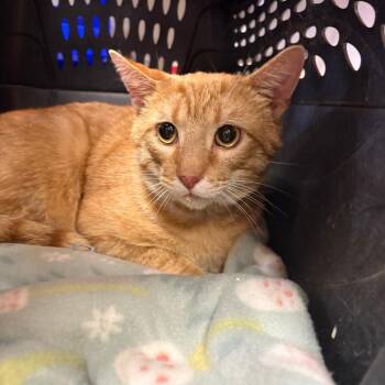 Domestic Short Hair Cats Available for Adoption in Tupelo, Mississippi - Tang - 051218U | PetCurious