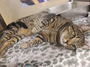 Rambo -  Domestic Short Hair Cat for Adoption in Gerrardstown, West Virginia - Rambo | PetCurious