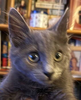 Rescue Domestic Medium Hair Cats for Adoption in Antioch, California - Smokey | PetCurious