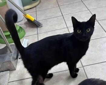 Louise -  American Shorthair Cat for Adoption in Chesterfield, South Carolina - Louise | PetCurious