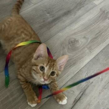Fanta26 -  Domestic Short Hair Cat for Adoption in Youngsville, North Carolina - Fanta26 | PetCurious