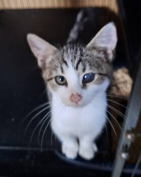 Kyler -  Domestic Short Hair Cat for Adoption in Richmond, Virginia - Kyler | PetCurious