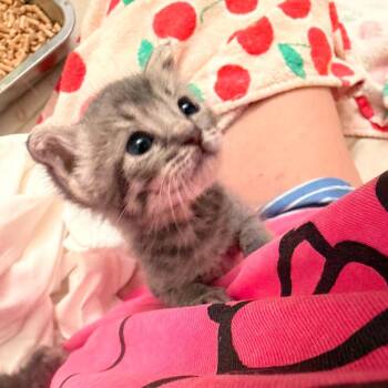 Domestic Short Hair Cats Available for Adoption in Volcano, Hawaii - Maria | PetCurious