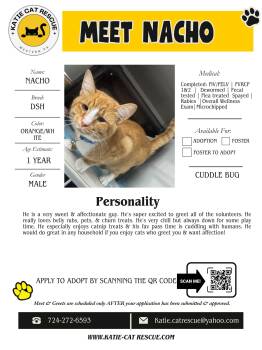 Domestic Short Hair Cats Available for Adoption in Evans City, Pennsylvania - Nacho | PetCurious