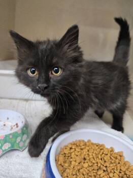 LOVIE -  Domestic Short Hair Cat for Adoption in Broomfield, Colorado - LOVIE | PetCurious