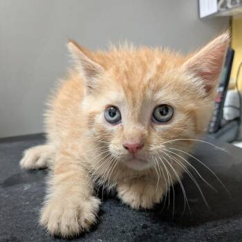 Domestic Short Hair Cats Available for Adoption in Huntsville, Arkansas - (Event 5/20) Siracha | PetCurious