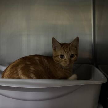 Campfire -  Domestic Short Hair Cat for Adoption in Saint Joseph, Missouri - Campfire | PetCurious