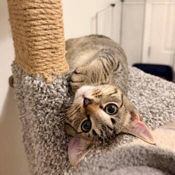 Fading Memory -  Domestic Short Hair Cat for Adoption in Fredericksburg, Virginia - Fading Memory | PetCurious