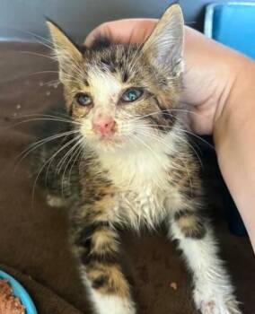 Theodore -  Domestic Short Hair Cat Available for Adoption in Lampasas, Texas - Theodore | PetCurious