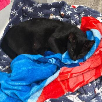 MIdnight -  Domestic Short Hair Cat for Adoption in Chanute, Kansas - MIdnight | PetCurious