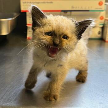Domestic Medium Hair Cats Available for Adoption in Tuscaloosa, Alabama - Burrs | PetCurious