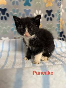 Domestic Short Hair Cats Available for Adoption in Wabash, Indiana - Pancake | PetCurious