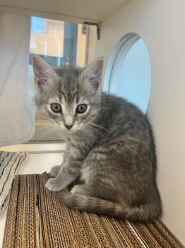 Domestic Short Hair Cats Available for Adoption in Manassas, Virginia - Chai (ID 51464) | PetCurious