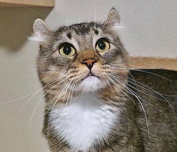 Highland Fold Cats Available for Adoption in Converse, Texas - Sorcha  | PetCurious