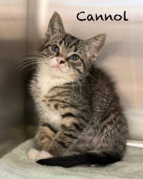 Domestic Short Hair Cats Available for Adoption in Pawleys Island, South Carolina - Cannol | PetCurious