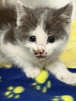 Domestic Short Hair Cats Available for Adoption in North Charleston, South Carolina - 06554B Sterling Petsmart Summerville | PetCurious