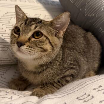 Addison -  Domestic Short Hair Cat for Adoption in Huntsville, Alabama - Addison | PetCurious