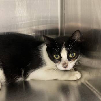 Idaho -  Domestic Short Hair Cat for Adoption in Blue Ridge, Georgia - Idaho | PetCurious