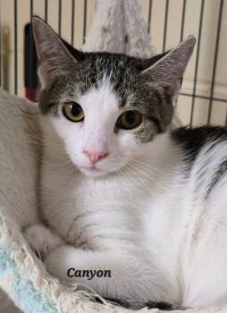 Rescue Domestic Short Hair Cats for Adoption in Cedar Rapids, Iowa - Canyon | PetCurious