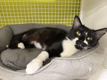 Gordita -  Domestic Medium Hair Cat for Adoption in Fort Worth, Texas - Gordita | PetCurious