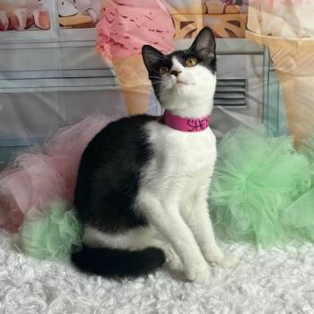 Verne -  Domestic Short Hair Cat for Adoption in Brownsboro, Alabama - Verne | PetCurious