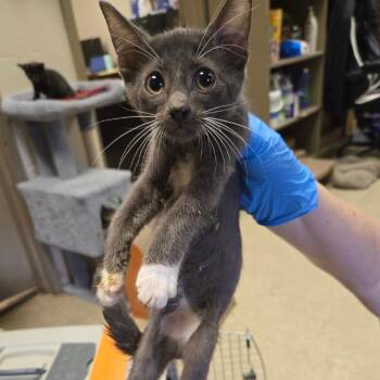 Razzle -  Domestic Short Hair Cat for Adoption in Birmingham, Alabama - Razzle | PetCurious