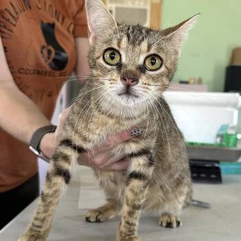 Domestic Short Hair Cats Available for Adoption in West Point, Mississippi - Kelly | PetCurious