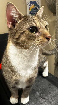 Rescue Domestic Short Hair Cats for Adoption in Herndon, Virginia - Liv | PetCurious