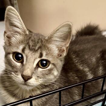 Mirage -  Domestic Short Hair Cat for Adoption in Kansas City, Missouri - Mirage | PetCurious