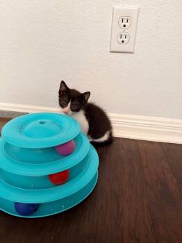 Tay -  Tabby Cat for Adoption in San Antonio, Texas - Tay | PetCurious