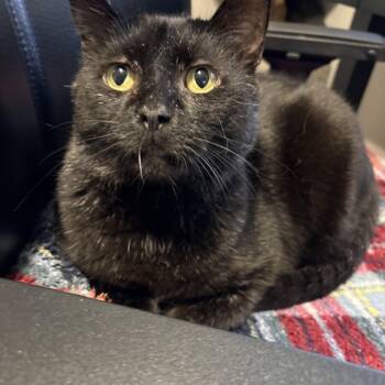 Dougall -  Domestic Short Hair Cat for Adoption in Fredericton, New Brunswick - Dougall | PetCurious
