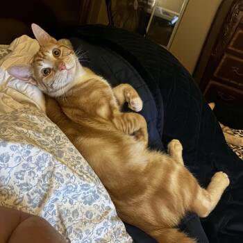 Domestic Short Hair Cats Available for Adoption - Arch & Hayden | PetCurious