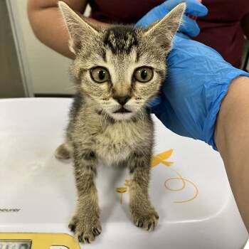 107935 -  Domestic Short Hair Cat for Adoption in Las Cruces, New Mexico - 107935 | PetCurious