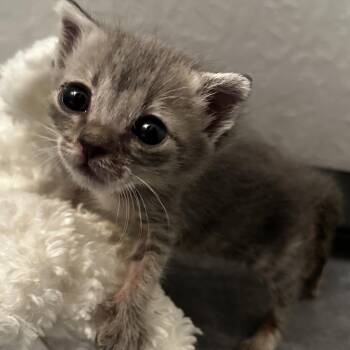 Bernadette -  Domestic Short Hair Cat for Adoption in Debary, Florida - Bernadette | PetCurious