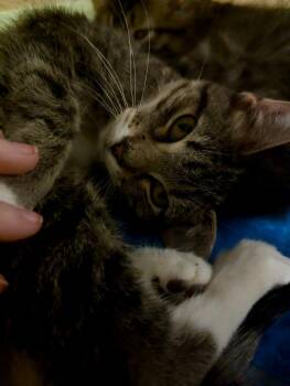 Domestic Short Hair Cats Available for Adoption - Hop | PetCurious