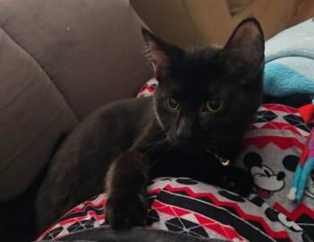 Domestic Short Hair Cats Available for Adoption in Princeton, Indiana - Daryl Dixon | PetCurious