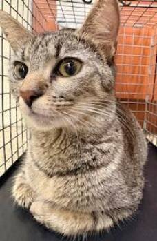 Domestic Short Hair Cats Available for Adoption in Fort Myers, Florida - FANCY | PetCurious
