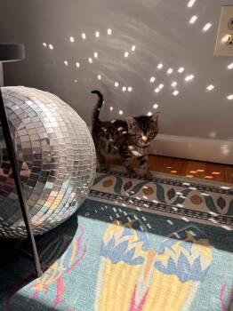 Domestic Short Hair Cats Available for Adoption in Philadelphia, Pennsylvania - Squid | PetCurious