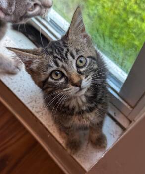 Snoopy -  Domestic Medium Hair Cat for Adoption in Ona, West Virginia - Snoopy | PetCurious