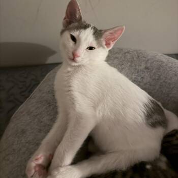 Spooky -  Domestic Short Hair Cat for Adoption in Brownsboro, Alabama - Spooky | PetCurious