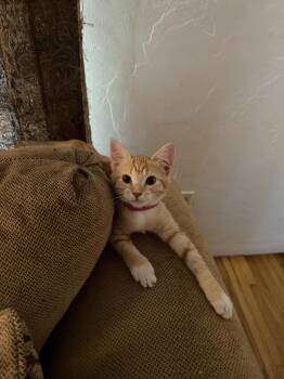 Rachel ( EE) -  Tabby Cat for Adoption in Vacaville, California - Rachel ( EE) | PetCurious