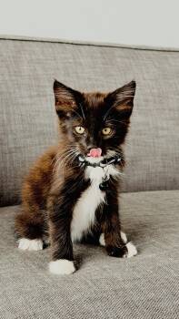 Darius -  Domestic Medium Hair Cat for Adoption in Charleston, South Carolina - Darius | PetCurious