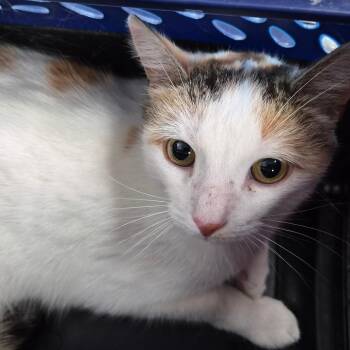 Rainbow -  Domestic Short Hair Cat for Adoption in Hattiesburg, Mississippi - Rainbow | PetCurious